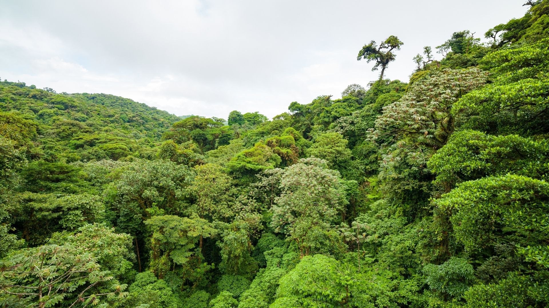 Monteverde - Manuel Antonio (1/2)
